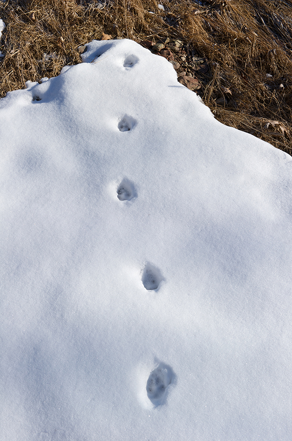 Fresh Animal Tracks on Snow