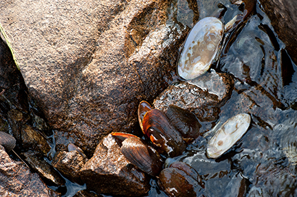 Freshwater mussels on rock in water