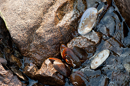 Freshwater mussels on rock in water Freshwater mussels on rock in water