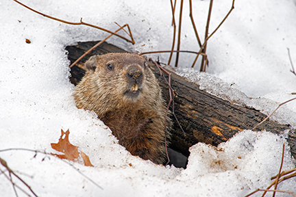 Groundhog Emerging from Snowy Den