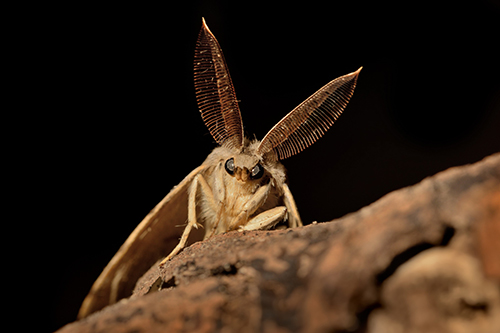 gypsy moth