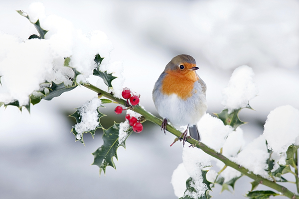 A Robin perched on a snowy tree