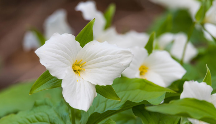 Large White Trillium