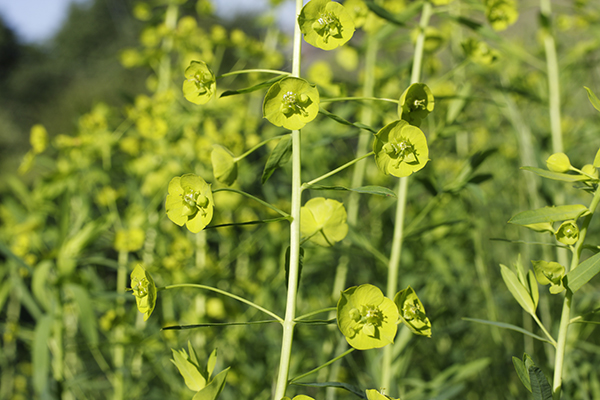 Close up of leafy spurge