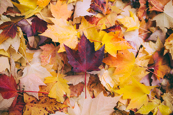 Pile of fallen leaves