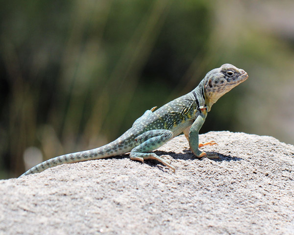 Lizard Sitting on a Rock