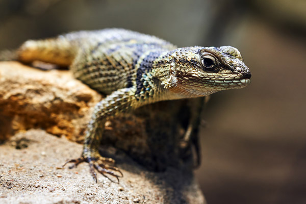 Lizard
