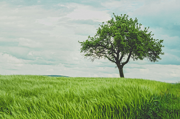 A tree standing alone in a prairie