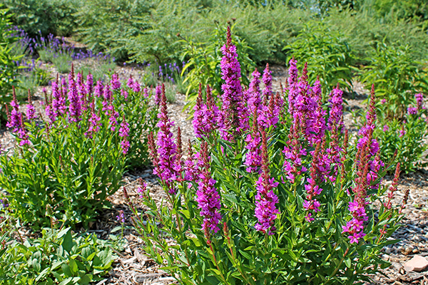 Blooming purple loosestrife (Lythrum salicaria) growing at a garden