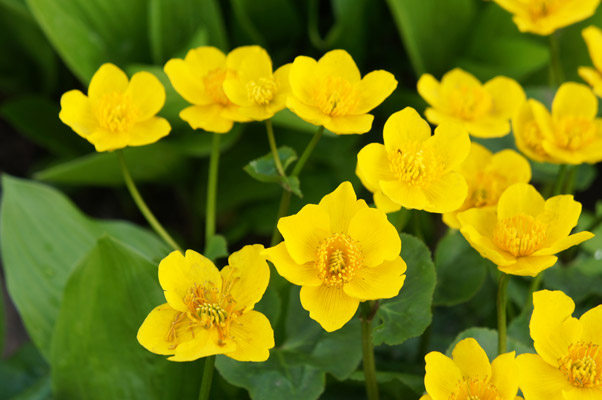 Marsh Marigolds