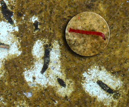 Midge or Bloodworm larva Midge or Bloodworm larva