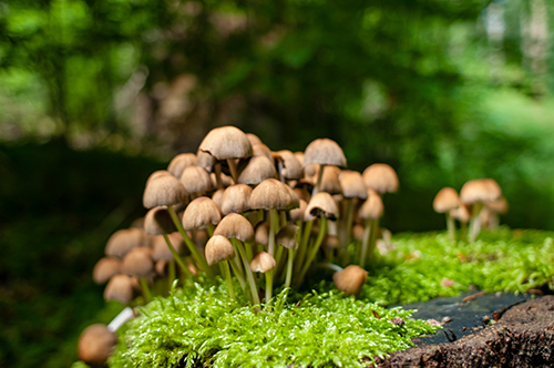 Mushrooms growing on a log