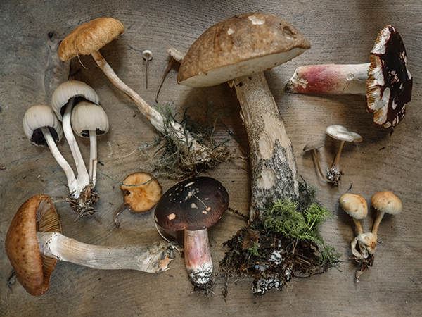 Collection of mushrooms