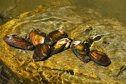 Mussels