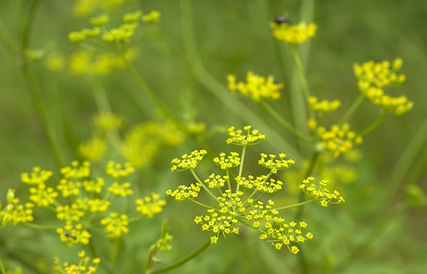 Wild Parsnip in field