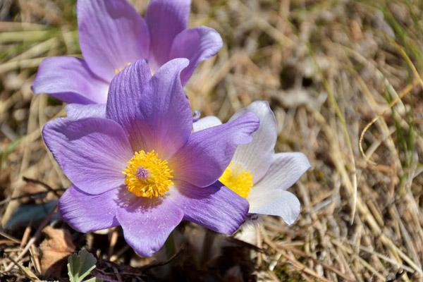 Pasque Flower