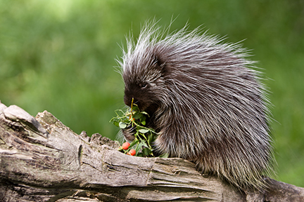 Porcupine on a log eating berries