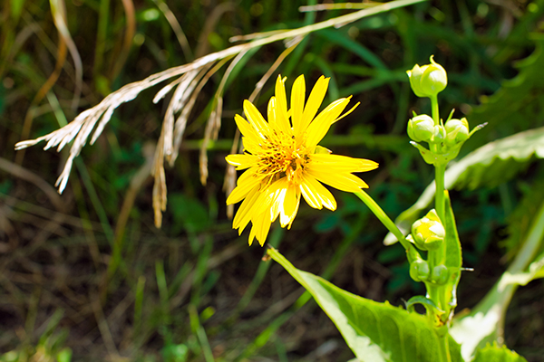 Prairie Dock plant