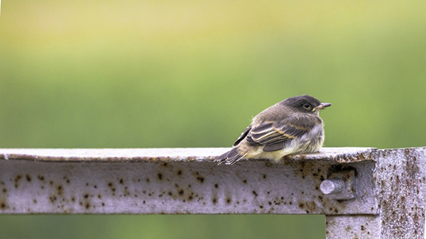 A bird resting 