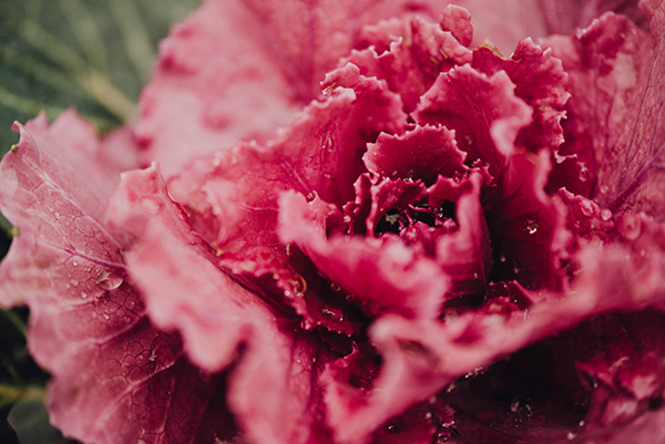 Red Cabbage plant close up 