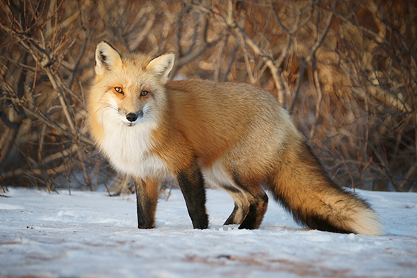 Red fox in snow