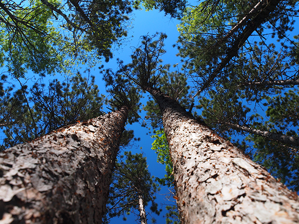 Red (Norway) pines