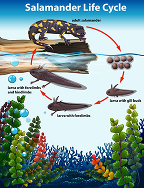 Graphic of salamander life cycle