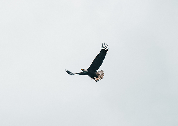 Eagle soaring in the sky