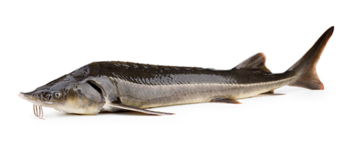 Sturgeon fish