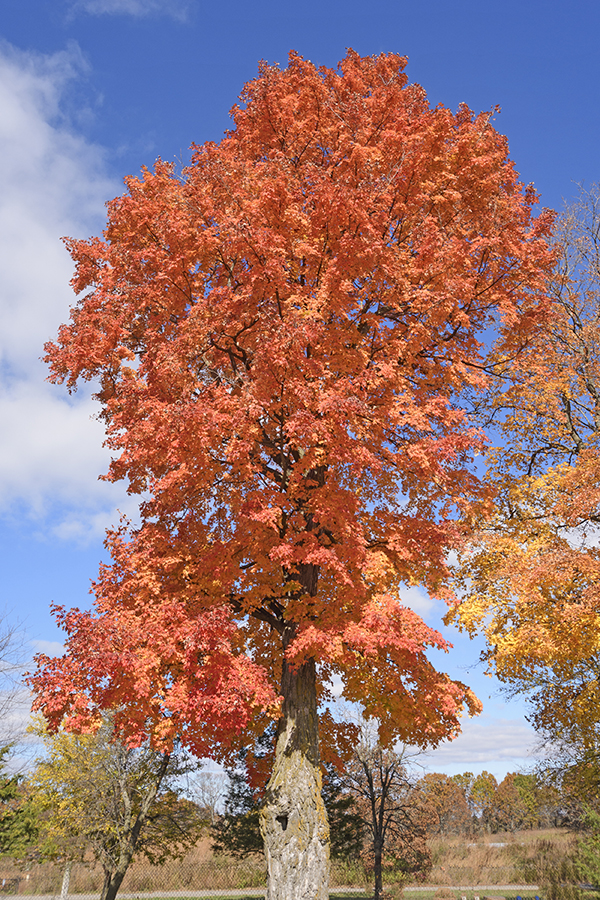 Sugar Maple Tree