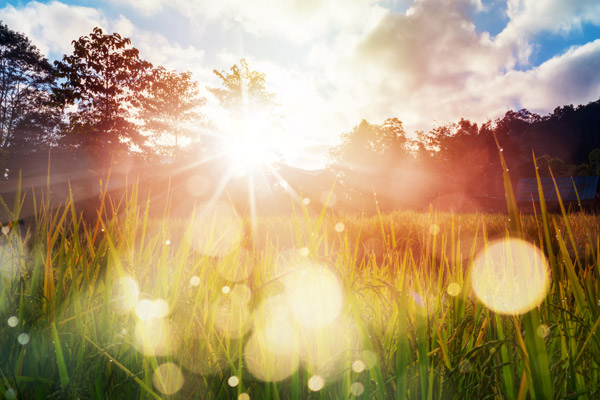 Sun Shining on Grass