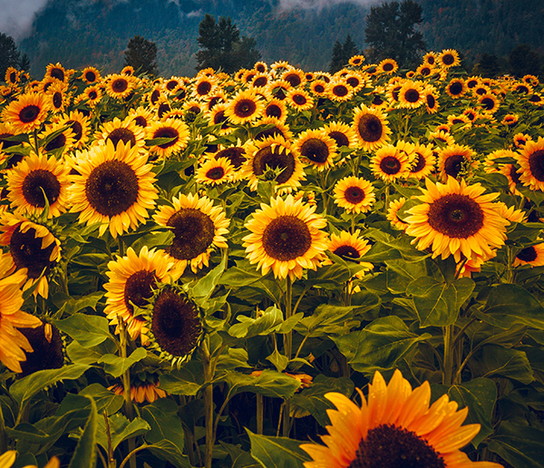 Feild of sunflowers