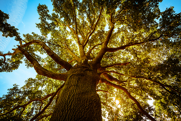 Tall oak tree in the spring