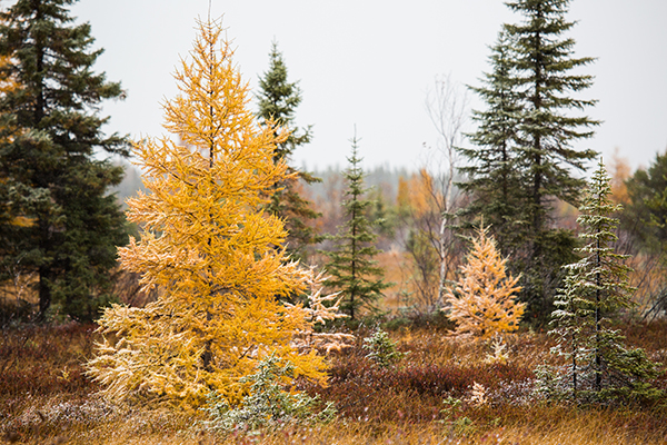 A Tamarack tree stands tall in it's fall dress of yellow with a dusting of snow on it's branches and needles