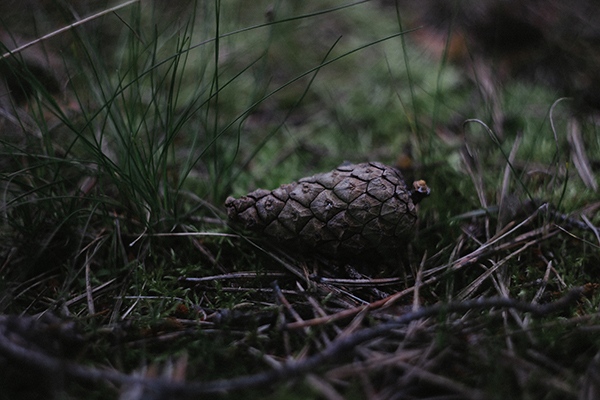 Pinecone on forest floor among twigs