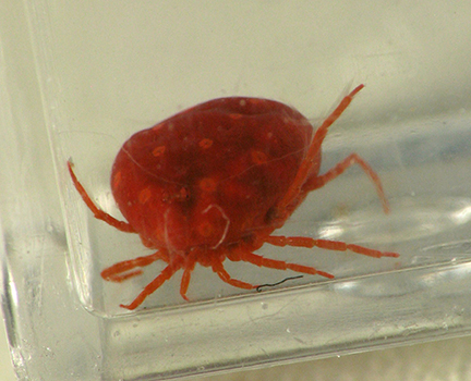 Water mite