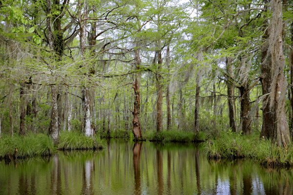 Wetlands