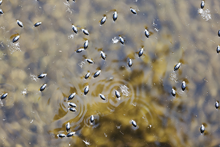 Whirligig Beetle