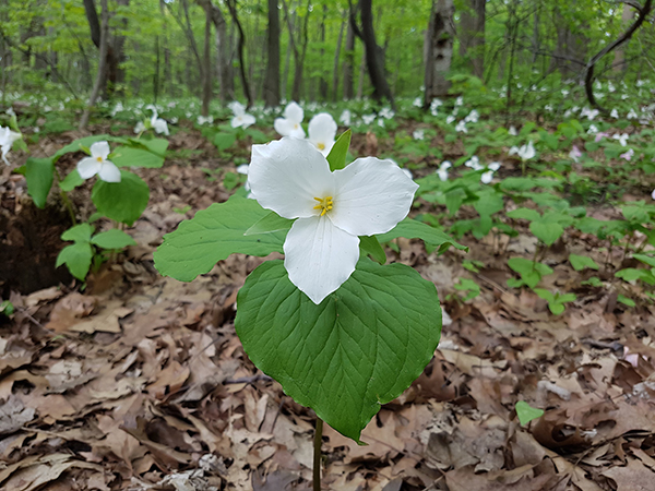 Forest with white trillium in blossom