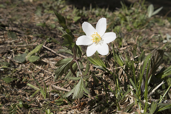 Wood Anemone growing