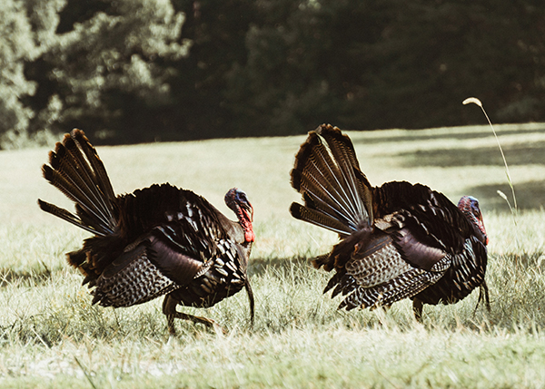 Two wild turkey in a feild