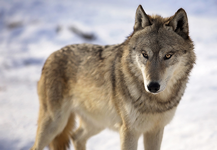 Gray wolf in snow