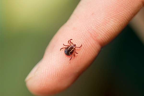 Wood tick on a finger Wood tick on a finger
