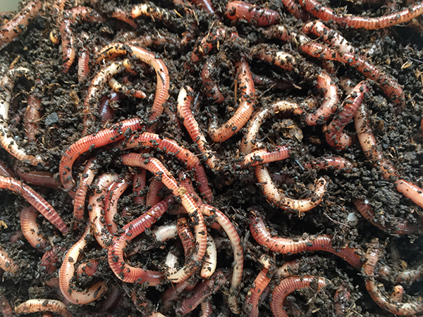 Worms in soil