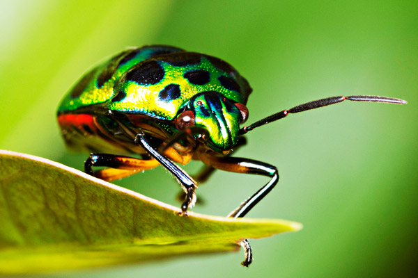 Beetle on a Leaf