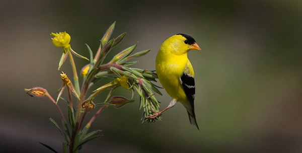 American Goldfinch on a branch