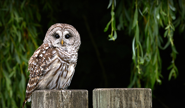 Barred Owl