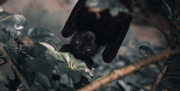 Black bat hanging upside down