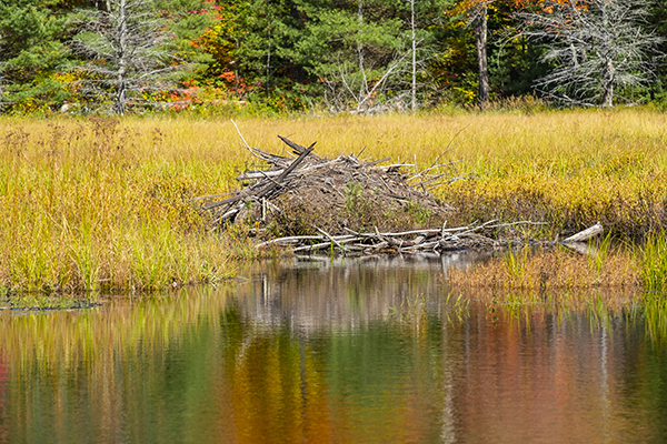 Beaver lodge in fall