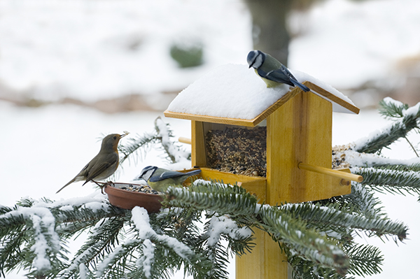 Birds at a feeder in winter